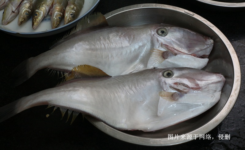 馬來西亞冷凍魚進(jìn)口報(bào)關(guān)費(fèi)用到廣州南沙海運(yùn)案例